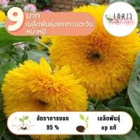 ราคา ดอกทานตะวันหมี 9บาท 10เมล็ด (27410387693)