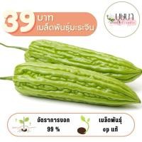 ราคา เมล็ดพันธุ์มะระจีนใหญ่ 39บาท 25เมล็ด (26761797971)