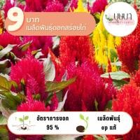 ราคา ดอกสร้อยไก่ 9บาท 100เมล็ด (24435650214)