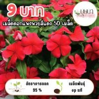 ราคา เมล็ดพันธุ์ดอกแพงพวยแดง 9บาท (55102342073)