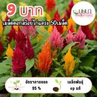 ราคา เมล็ดพันธุ์ดอกสร้อยไก่แคระ 9บาท (56302352223)