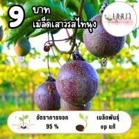ราคา เมล็ดเสาวรสไทนุง 9บาท 10เมล็ด (42655498379)