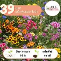 ราคา ดอกไม้ป่า 39 บาท 500เมล็ด (28460327257)