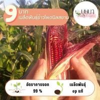 ราคา เมล็ดพันธุ์ข้าวโพดนิลสยาม 9บาท 30เมล็ด (26911790117)