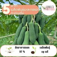 ราคา มะละกอแขกดำเนินเตี้ย 10 เมล็ด 5 บาท (25535981903)