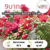 ราคา เมล็ดกุหลาบเลื้อยสีแดง 9 บาท (54806236779)