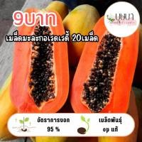 ราคา มะละกอเรดเลดี้ 9บาท 20เมล็ด (42205898890)