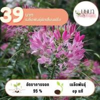 ราคา ผักเสี้ยนฝรั่ง 39บาท 300เมล็ด (27560382975)