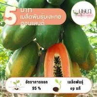 ราคา มะละกอฮอลแลนด์ 10 เมล็ด 5 บาท (27111117421)