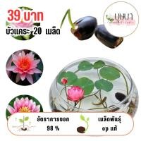 ราคา เมล็ดบัวแคระ 39 บาท 20เมล็ด (26127555602)