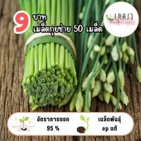 ราคา เมล็ดกุยช่าย 9บาท 50เมล็ด (29887848609)