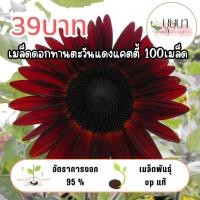 ราคา ทานตะวันแดงแคตตี้ 39บาท 100เมล็ด (28087965350)
