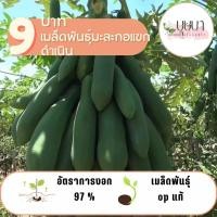 ราคา มะละกอแขกดำเนิน 20 เมล็ด 9 บาท (24235981980)