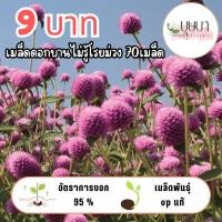 ราคา เมล็ดดอกบานไม่รู้โรยม่วง 9บาท (57902351998)