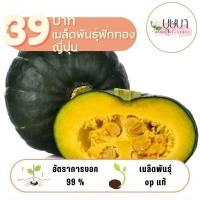 ราคา เมล็ดพันธุ์ฟักทองญี่ปุ่น 39บาท 150เมล็ด (27561792691)