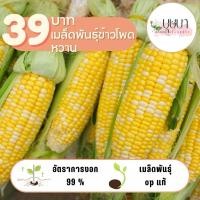 ราคา เมล็ดพันธุ์ข้าวโพดเหลืองหวาน 39บาท 150เมล็ด (27461797310)