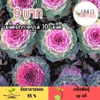 ราคา เมล็ดผักกาดปูเล่ 10 เมล็ด (26943417439)