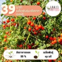 ราคา เมล็ดพันธุ์มะเขือเทศเชอร์รี่ 39บาท 100เมล็ด (27361789901)