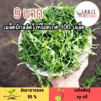 ราคา เมล็ดผักสลัดไวท์ร็อคเก็ต 100 เมล็ด (50950238338)