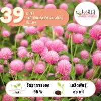 ราคา ดอกบานไม่รู้โรยสีชมพู 39บาท 200เมล็ด (29710391005)