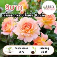 ราคา เมล็ดกุหลาบเลื้อยสีส้ม 9 บาท (51806236768)