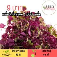 ราคา เมล็ดผักโขมแดง 1 000 เมล็ด (49200258528)