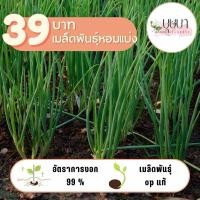 ราคา เมล็ดพันธุ์หอมแบ่ง 39บาท 500เมล็ด (25336233110)
