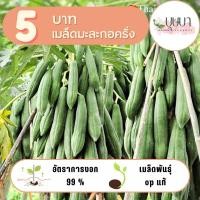 ราคา เมล็ดมะละกอครั่ง 5 บาท 10 เมล็ด (28619904095)