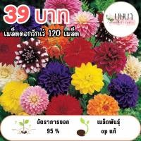 ราคา เมล็ดพันธุ์ดอกรักเร่ 39 บาท (55602355551)