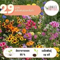 ราคา ดอกไม้ป่า 29บาท 250 เมล็ด (27910383405)