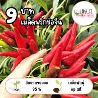 ราคา เมล็ดพริกช่อจีน 9บาท 50เมล็ด (41605507475)