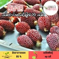 ราคา เมล็ดข้าวโพดผลไม้มินิ 20 เมล็ด (52400238474)