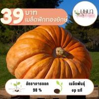 ราคา เมล็ดฟักทองยักษ์ 39บาท 10เมล็ด (28677539695)