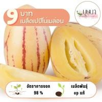 ราคา เมล็ดเปปิโน่เมล่อน 9บาท 10เมล็ด (28627539679)