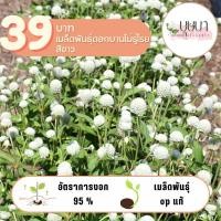 ราคา บานไม่รู้โรยสีขาว 39บาท 200เมล็ด (27310327540)