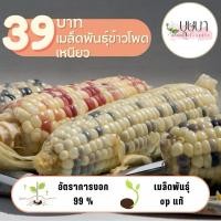 ราคา เมล็ดพันธุ์ข้าวโพดข้าวเหนียว 39บาท 200เมล็ด (26611789584)