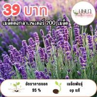 ราคา เมล็ดดอกลาเวนเดอร์ 39 บาท (26243703662)