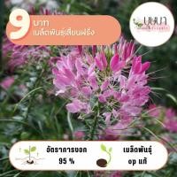 ราคา ผักเสี้ยนฝรั่ง 9บาท 60เมล็ด (29810382518)