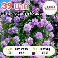ราคา เมล็ดดอกกุหลาบเลื้อยม่วง 39บาท (42526882908)