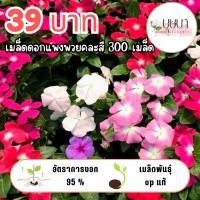 ราคา เมล็ดดอกแพงพวยคละสี 39บาท (50552356181)