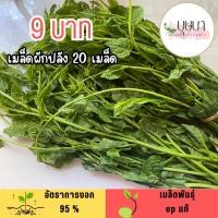 ราคา เมล็ดผักปลัง 20 เมล็ด 9 บาท (47500268043)