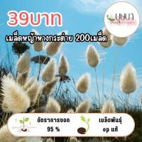 ราคา เมล็ดหญ้าหางกระต่าย 39บาท 200เมล็ด (43205907667)