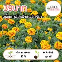 ราคา ดาววเรืองฝรั่งเศสเหลือง 39บาท 200เมล็ด (41055905432)