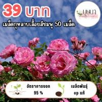 ราคา เมล็ดดอกกุหลาบเลื้อยชมพู 39บาท (40626882920)