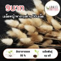 ราคา เมล็ดหญ้าหางกระต่าย 9บาท 50เมล็ด (40405903367)