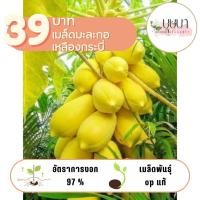 ราคา เมล็ดมะละกอเหลืองกระบี่ 39 บาท 100 เมล็ด (29019911566)