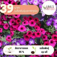 ราคา ดอกพิทูเนีย 39บาท 1 000เมล็ด (18087713481)
