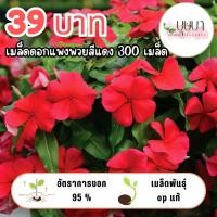 ราคา เมล็ดพันธุ์ดอกแพงพวยแดง 39บาท (55002355959)