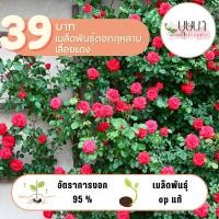 ราคา กุหลาบเลื้อยสีแดง 39บาท 50เมล็ด (25735718281)
