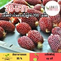 ราคา เมล็ดข้าวโพดผลไม้มินิ 200 เมล็ด (57400233567)